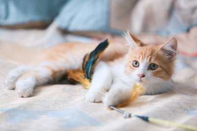 猫 小猫 橘猫 肖像 猫画像 虎斑猫 橙色虎斑 猫科动物 宠物