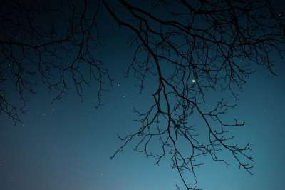 大自然壁纸 自然壁纸 高清壁纸 树 分行 夜空 轮廓 星星