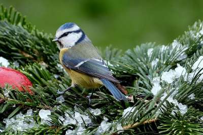 山雀 蓝雀 Cyanistes 翅鸢 鸟 冬天 花园 觅食