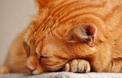 猫 宿醉 红色的 睡觉 可爱的 鲭鱼 老虎 舒适 动物 家猫