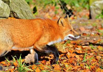 红狐 狐狸 野生动物 捕食者 微红 森林动物 森林 荒野 动物
