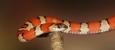 Kingsnake 爬虫 动物 兰 蛇 野生动物 荒野 动物群