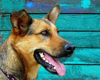德国牧羊犬 狗 肖像 动物肖像 警报 牧羊人组合 动物 小狗