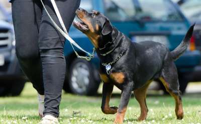 狗学校 训犬 罗威纳犬
