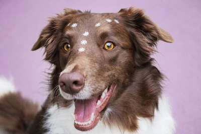 狗 边境牧羊犬 宠物 动物 犬类 快乐的 可爱的 肖像 哺乳动物