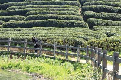 茶花园 湖 游客 茶园 栏杆 花草茶 种植园 植物 景观