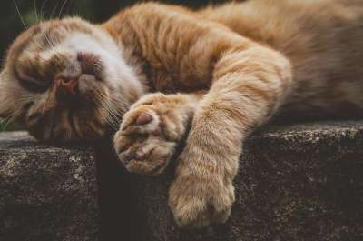 猫 红猫 家畜 动物 家猫 野生动物 可爱的 俏皮的 红虎斑