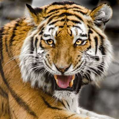 虎头 捕食者 猫 宿醉 老虎 条 荒野 美丽的 野生动物