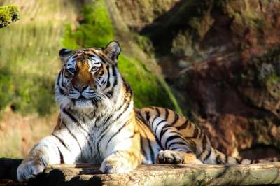 野生动物 老虎 野生猫 动物 猫科动物