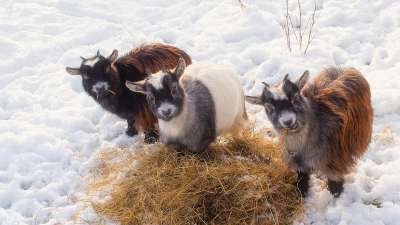 山羊 动物 家畜 可爱的 三重奏 干草 稻草 冬天 雪 农场