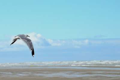 海 海滩 斯特拉海滩 Hauts De France 度假村 砂