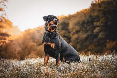罗威纳犬 狗 日落 国内动物 动物 森林 自然 原野 草地 烂