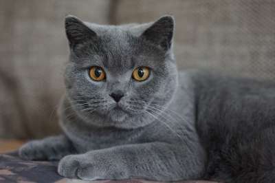 灰色的 家猫 猫 猫脸 动物肖像 Katzenkopf 关闭 家畜
