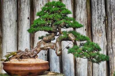 木头 树 工厂 陶瓷 盆景 老树 吠 木本植物 拉紧 树皮