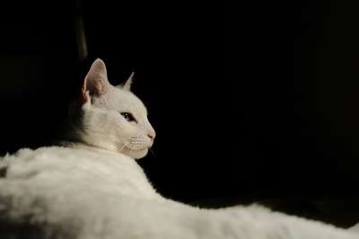 猫 宠物 猫摄影 白色猫咪 白毛 猫科动物 基蒂 国内的猫