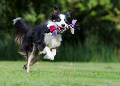 边境牧羊犬 走狗 俏皮的 英国牧羊犬 狗 游戏 家畜 三色