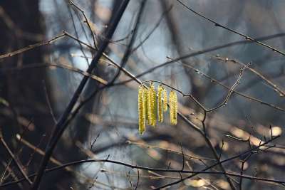柳絮 水果 榛 树 枝杈 是春天的使者 二月 灰色的树 灰色水果