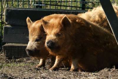 Kunekune 猪 动物园 长头发 哺乳动物 搞笑
