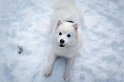 动物 狗 犬类 宠物 哺乳动物 品种 冬天 雪 冰冷的 户外