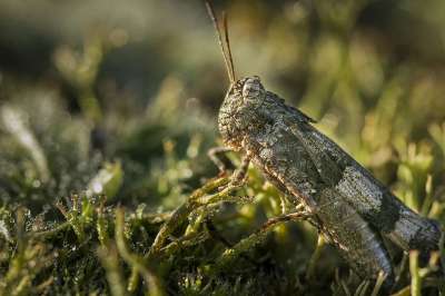 Grashopper 昆虫 蚱蜢 绿色 特写