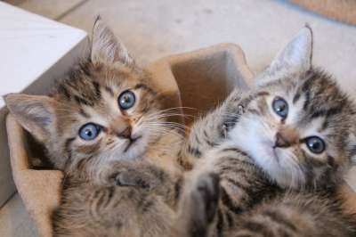 猫 小猫 基蒂 蓝色的 蓝眼睛 可爱的 玩 有趣的 愉快