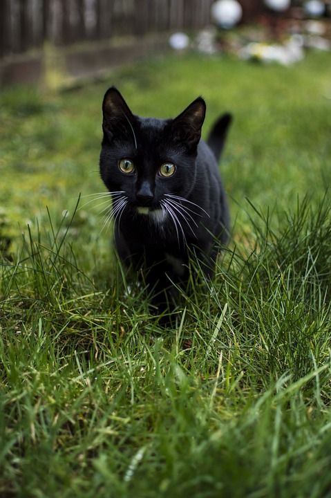 猫 宠物 猫科动物 动物 毛皮 基蒂 国内的 国内的猫 猫画像