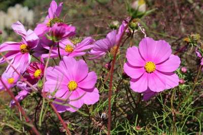 Cosmea 花卉 宇宙Bipinnatu 空间 布卢姆 夏天 花园