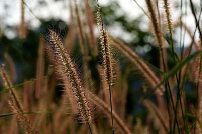 花草 植物群 狐尾 自然