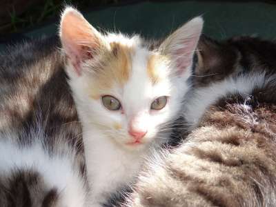 动物 猫 婴儿 家畜 可爱的 毛皮 猫宝宝