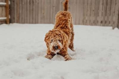 动物 狗 哺乳动物 犬类 宠物 雪 户外
