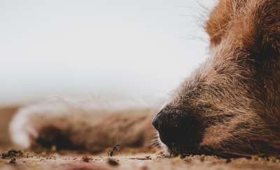 动物 狗 宠物 小狗 犬类 睡眠 哺乳动物 品种