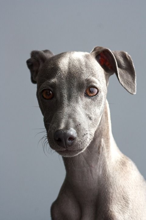 灵缇犬 狗 小狗 意大利灵缇犬 宠物 动物 年轻的狗 家犬 犬类