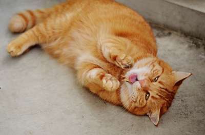 猫 宿醉 红色的 可爱的 鲭鱼 老虎 舒适 动物 家猫 毛皮