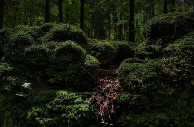 苔藓 森林 绿色 长满青苔 自然 荒野 童话森林 魔法森林