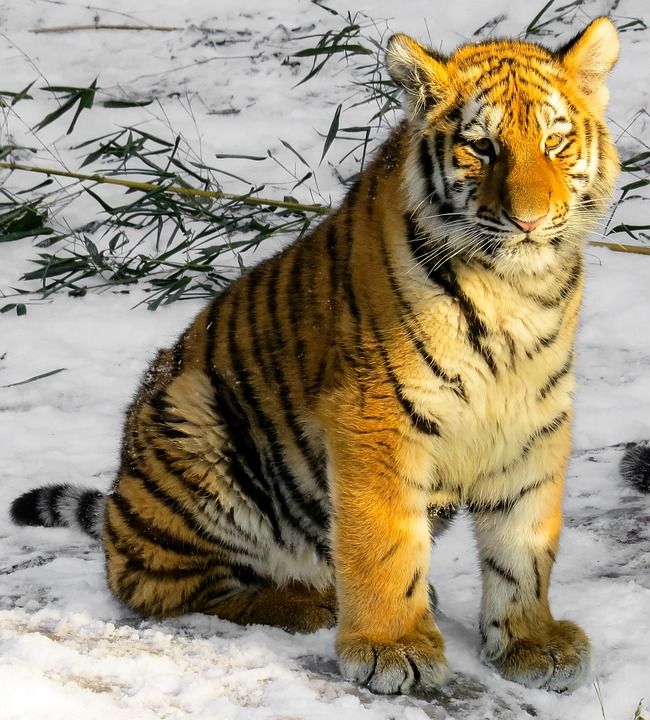 老虎 小老虎 大猫 幼兽 纽伦堡 荒野 冬天 寒冷的 年轻的老虎