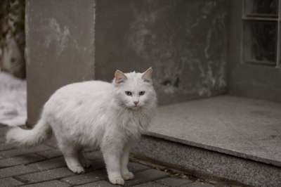 猫 猫科动物 宠物 动物 户外 基蒂 哺乳动物 雪 冬天