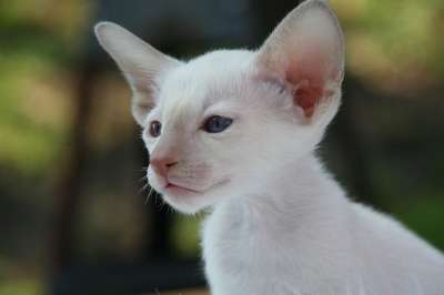 暹罗 猫 小猫 猫宝宝 毛皮 可爱的 动物 食肉动物 蓬松的