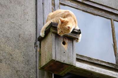 猫 小猫 鸟巢 鲭鱼 红猫 红虎斑 年轻的猫 家猫
