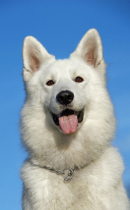 瑞士牧羊犬 狗 家畜 肖像 头 动物 动物肖像 白色的