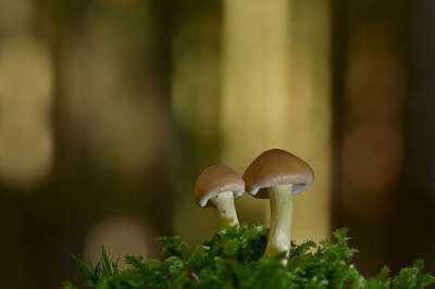 蘑菇 苔藓 森林 树木 落下 背景