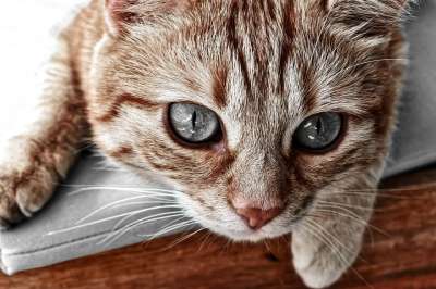 猫 红鲐鱼鱼骨 家猫 红色的 小猫 家畜 野生动物 猫脸 宿醉
