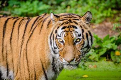 动物 大猫 老虎 野生猫 野生动物