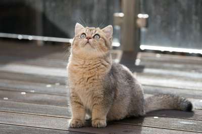 英国短毛猫 猫 宠物 小猫 动物 虎斑猫 Bkh 国内的