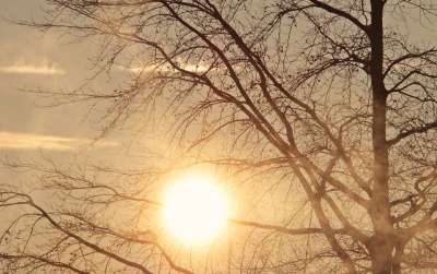 树 黎明 早晨的太阳 日出 早雾 晨雾 太阳 天气 天气心情