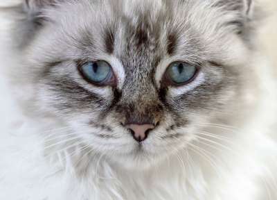 猫 家猫 年轻的猫 小猫 动物 眼睛