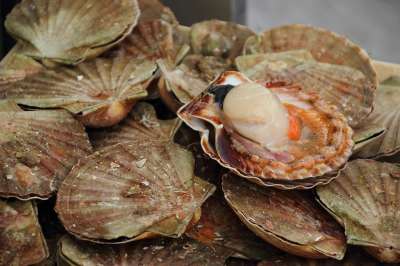 贝类 扇贝 食物 海鲜 地中海美食 购物 扇贝 扇贝 扇贝