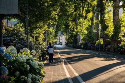 街道 走 狗 人 绿色 火路 博尔塞纳市 意大利 新鲜的