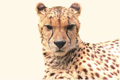 猎豹 动物 自然 猫 捕食者 大猫 生物 野生动物 荒野 污渍