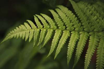 蕨类植物 绿色 叶子 新鲜的 在近距离 植物群 植物 结构 性质