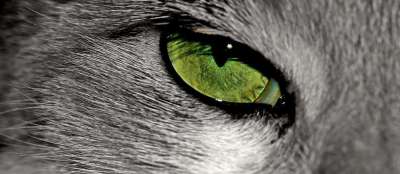 猫 动物 猫眼 眼睛 Katzenkopf 家畜 动物肖像 脸